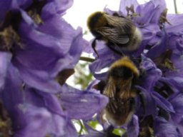 Les insectes